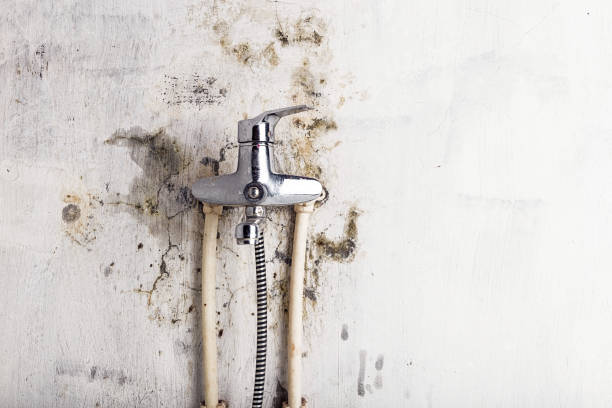 Best Same-Day Mold Removal  in Sparta, GA