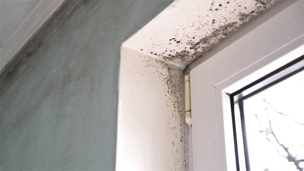 Best Home Mold Removal  in Sparta, GA