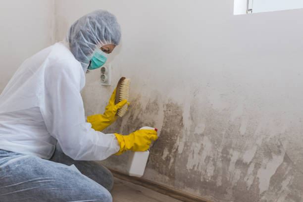 Best Mold Remediation Experts  in Sparta, GA