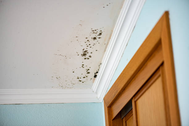 Sparta, GA Mold Removal Company