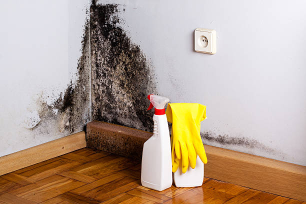 Best Mold Removal Process  in Sparta, GA