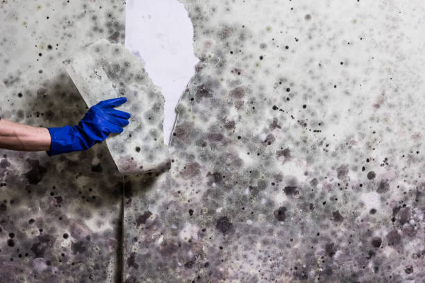 Best Black Mold Removal  in Sparta, GA